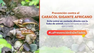 MEDIDAS DE PREVENCIÓN CONTRA EL CARACOL GIGANTE AFRICANO