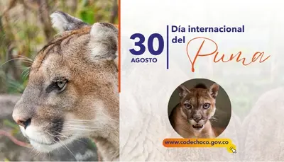 30 DE AGOSTO, DÍA INTERNACIONAL DEL PUMA