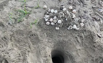 CODECHOC&Oacute; LLAMA A LA CIUDADAN&Iacute;A A PROTEGER LAS TORTUGAS MARINAS Y SUS NIDOS