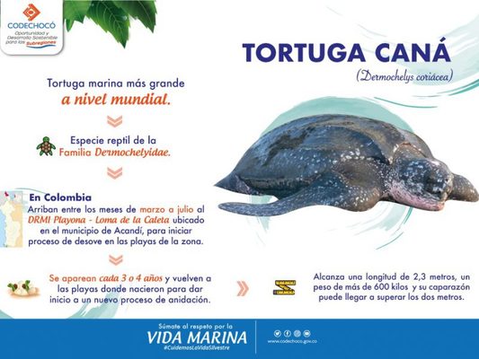 CODECHOCÓ LE INVITA A PRESERVAR LA VIDA DE LA TORTUGA CANÁ