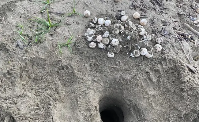 CODECHOC&Oacute; LLAMA A LA CIUDADAN&Iacute;A A PROTEGER LAS TORTUGAS MARINAS Y SUS NIDOS