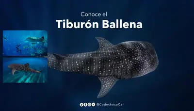 CODECHOC&Oacute; EMITE RECOMENDACIONES PARA EL AVISTAMIENTO RESPONSABLE DEL TIBUR&Oacute;N BALLENA