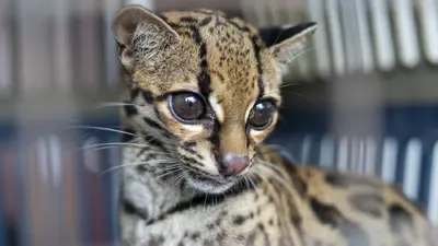 TIGRILLO RESCATADO EN BAGAD&Oacute;, SER&Aacute; LIBERADO POR CODECHOC&Oacute;