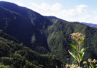 RESTAURACI&Oacute;N CON SISTEMAS AUT&Oacute;NOMOS NO TRIPULADOS: UNA APUESTA DE CODECHOC&Oacute; PARA RECUPERAR LOS BOSQUES DEL CHOC&Oacute;