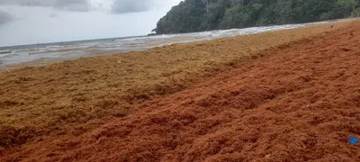 CODECHOC&Oacute; Y GOBERNACI&Oacute;N DEL CHOC&Oacute; AVANZAN EN LA MITIGACI&Oacute;N DE RIESGOS CON LA LLEGADA DE SARGAZO A LA COSTA DE CAPURGAN&Aacute;