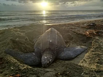 CODECHOC&Oacute; REALIZA ATENCI&Oacute;N, MONITOREO Y LIBERACI&Oacute;N DE TORTUGAS CAN&Aacute;, EN EL MUNICIPIO DE ACAND&Iacute;