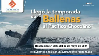 LLEG&Oacute; LA TEMPORADA DE BALLENAS AL PAC&Iacute;FICO Y CODECHOC&Oacute; COMPARTE ALGUNAS RECOMENDACIONES PARA UN AVISTAMIENTO RESPONSABLE