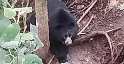 EN ZONA RURAL DE EL CARMEN DE ATRATO FUE AVISTADO EJEMPLAR DE OSO DE ANTEOJOS