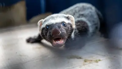 YA FUE DEVUELTO A SU H&Aacute;BITAT NATURAL GRIS&Oacute;N QUE HAB&Iacute;A SIDO AVISTADO EN LA ZONA NORTE DE QUIBD&Oacute;