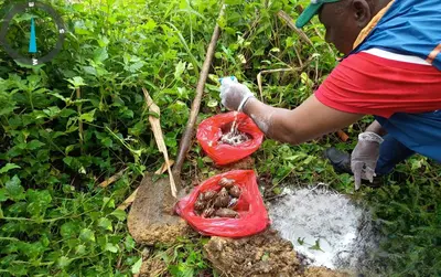 EN TUTUNENDO SE REALIZ&Oacute; JORNADA DE CAPACITACI&Oacute;N Y RECOLECCI&Oacute;N DEL CARACOL GIGANTE AFRICANO