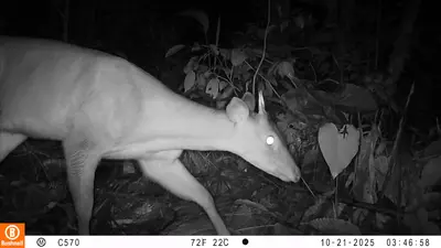 C&Aacute;MARAS TRAMPA INSTALADAS POR CODECHOC&Oacute; REGISTRAN ESPECIES DE FAUNA SILVESTRE EN TUTUNENDO