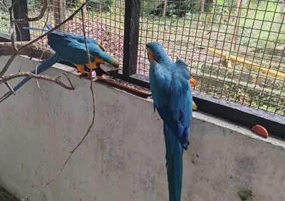 CODECHOC&Oacute; BRINDA ATENCI&Oacute;N Y PROTECCI&Oacute;N A GUACAMAYAS ENTREGADAS EN BAH&Iacute;A SOLANO