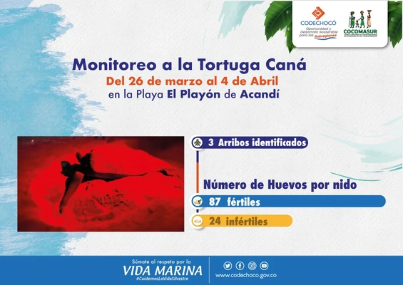 MONITOREO DE LA TORTUGA CANÁ, EN EL MUNICIPIO DE ACANDÍ