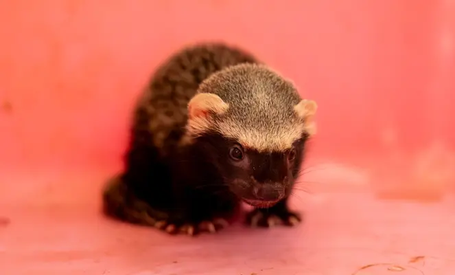 ENTREGAN UN GRIS&Oacute;N A CODECHOC&Oacute;: UNA ESPECIE INVASORA QUE NO DEBE SER MASCOTA