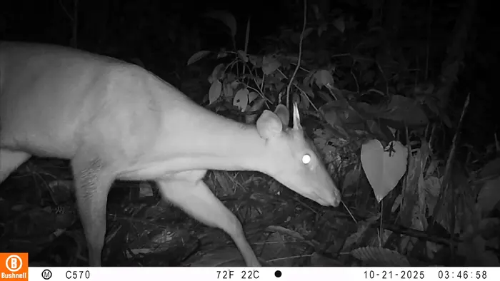 C&Aacute;MARAS TRAMPA INSTALADAS POR CODECHOC&Oacute; REGISTRAN ESPECIES DE FAUNA SILVESTRE EN TUTUNENDO