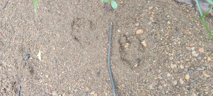 LA CAZA DE FELINOS SILVESTRES ES UN DELITO AMBIENTAL