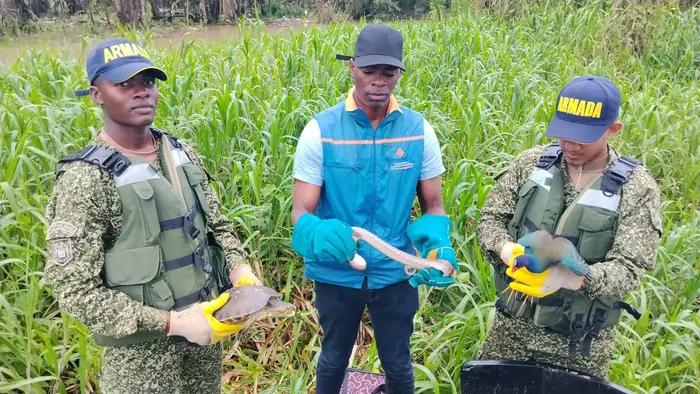 CODECHOC&Oacute; LIBER&Oacute; ESPECIES DE FAUNA SILVESTRE EN ZONA BOSCOSA