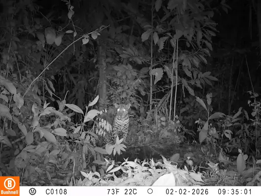 CODECHOC&Oacute; EXPIDE CIRCULAR PARA SALVAGUARDAR JAGUAR AVISTADO EN EL MUNICIPIO DE BAH&Iacute;A SOLANO