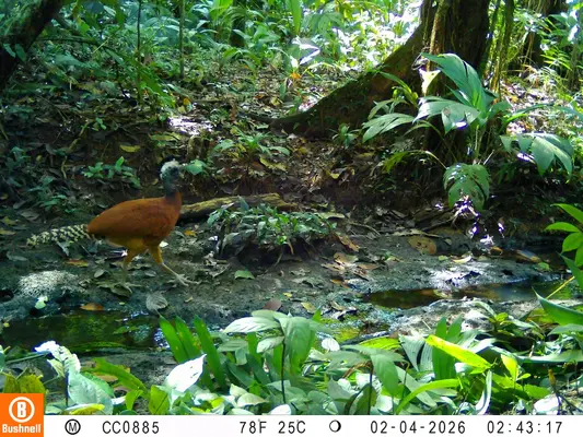 C&Aacute;MARAS TRAMPAS INSTALADAS POR CODECHOC&Oacute;, CAPTAN JAGUAR, NUTRIA, PAVA DE MONTE, TINAM&Uacute; GRANDE, ENTRE OTRAS ESPECIES SILVESTRES EN SENDEROS ECOL&Oacute;GICO DE BAH&Iacute;A SOLANO