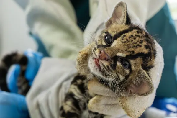 CACHORRO DE FELINO SILVESTRE FUE REMITIDO POR CODECHOCO AL CAV DE CORNARE PARA INICIAR SU REHABILITACI&Oacute;N